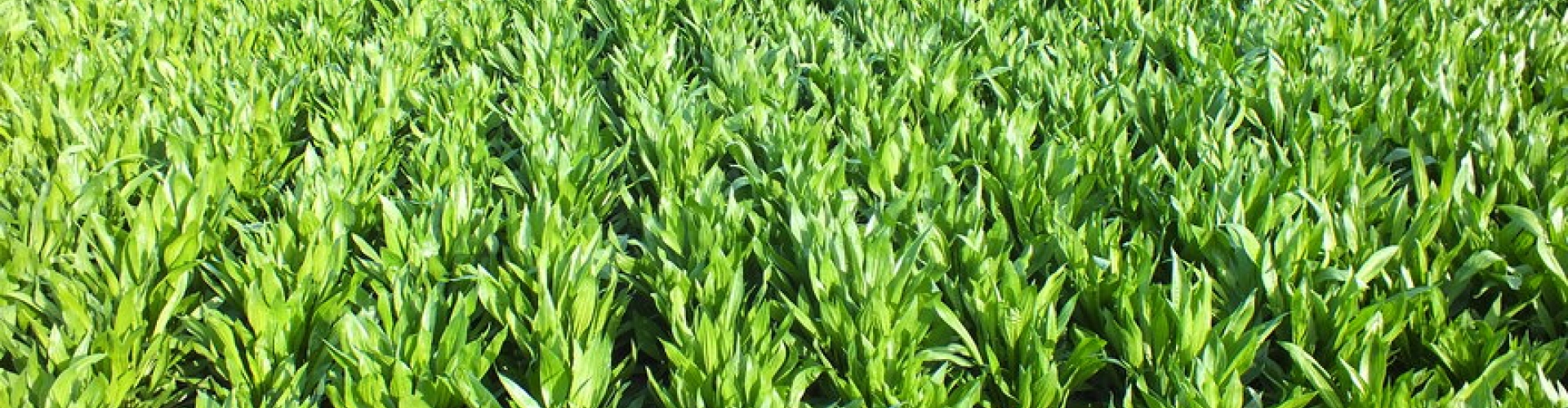 Plantain