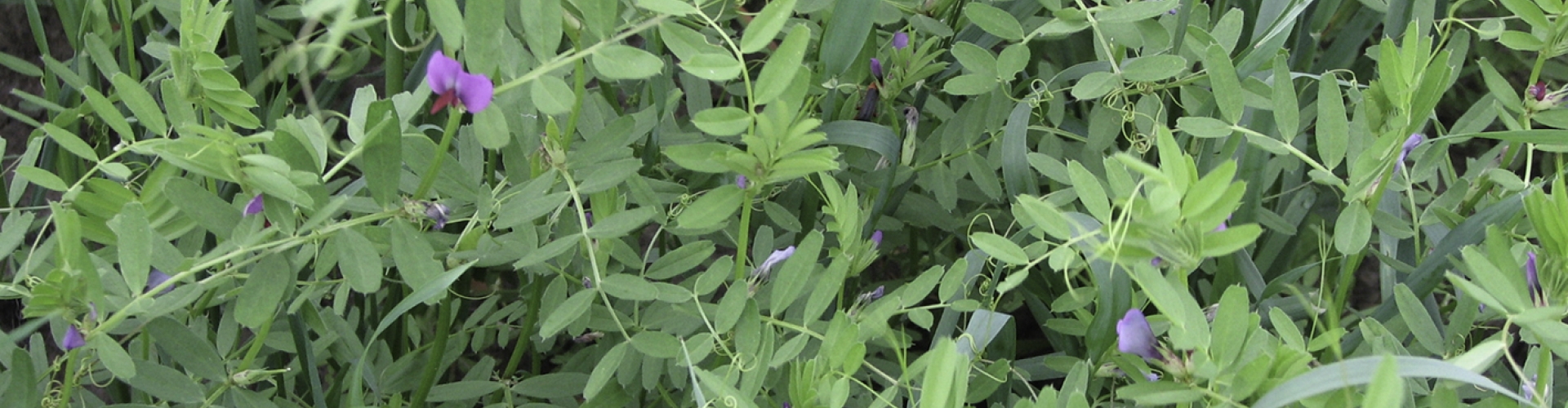 Vetch