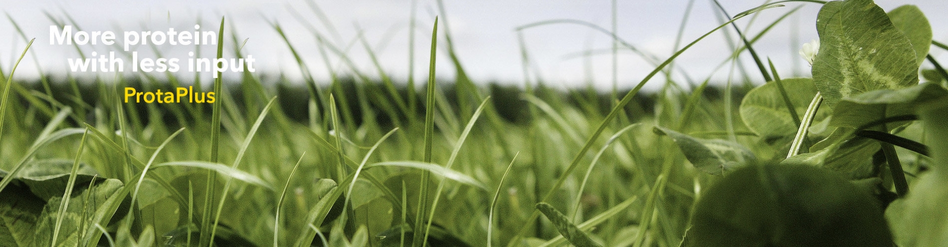 Protaplus_header