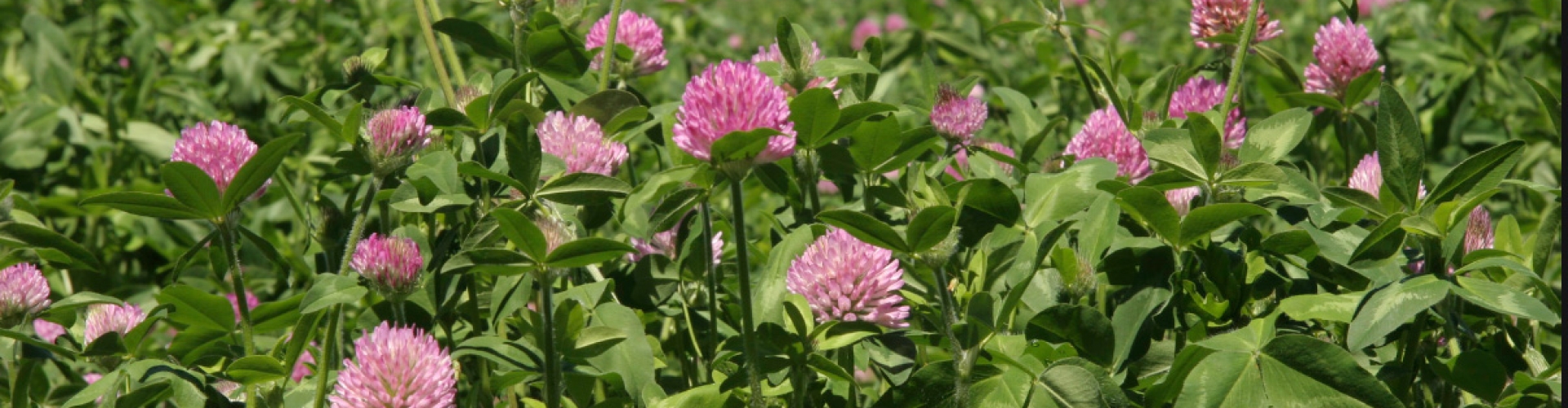 balansa clover