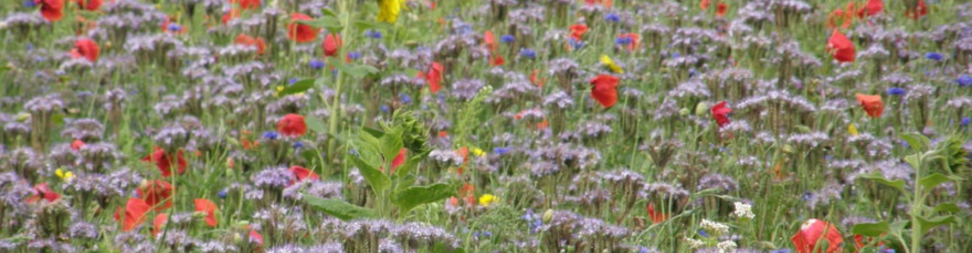 Countryside_Flowers-header
