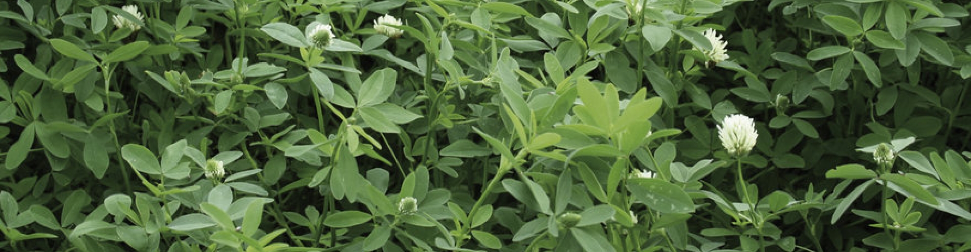berseem clover