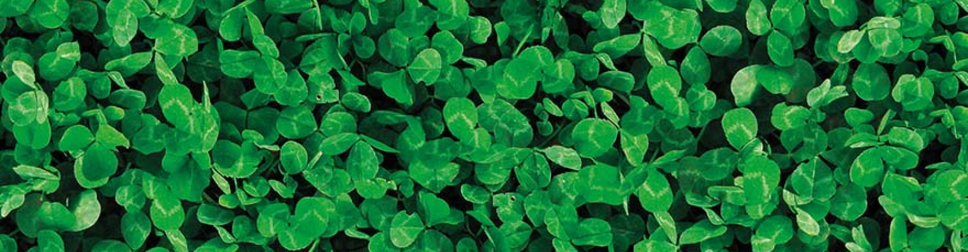 Lawn_Clover