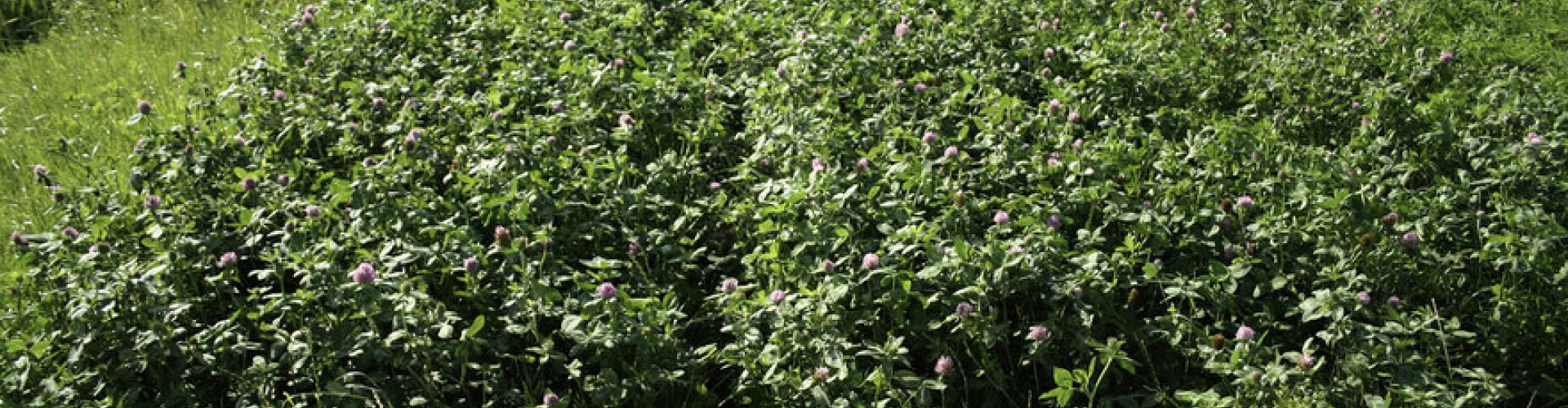 large persian clover