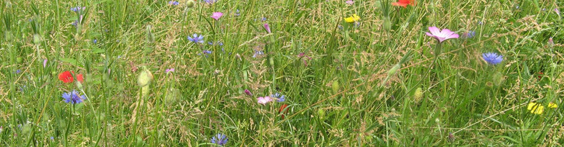 roadsideheader