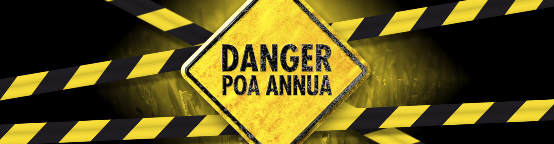 Danger Poa annua