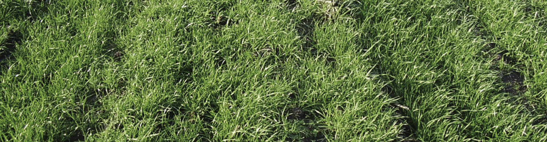 SoilCover