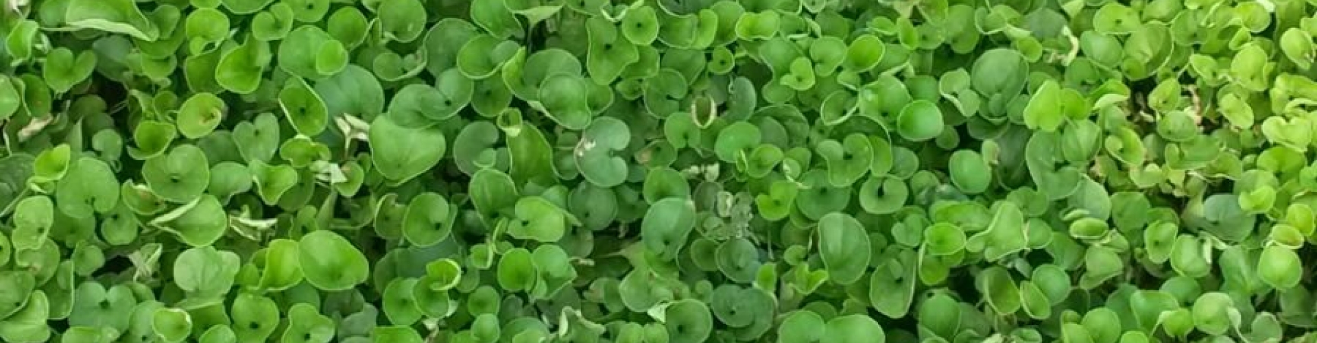 IMG-20170627-WA0000.jpg
