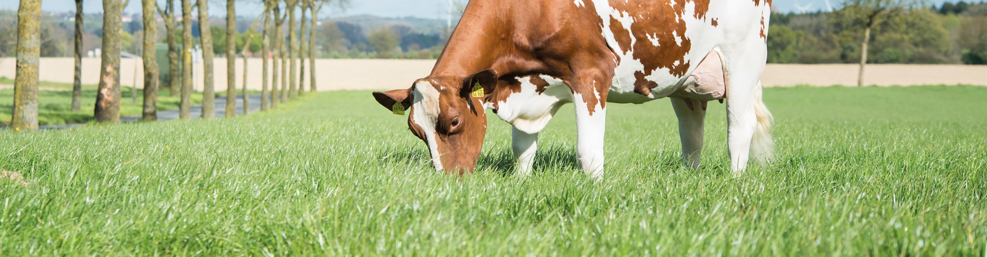 NutriFibre healthy cows