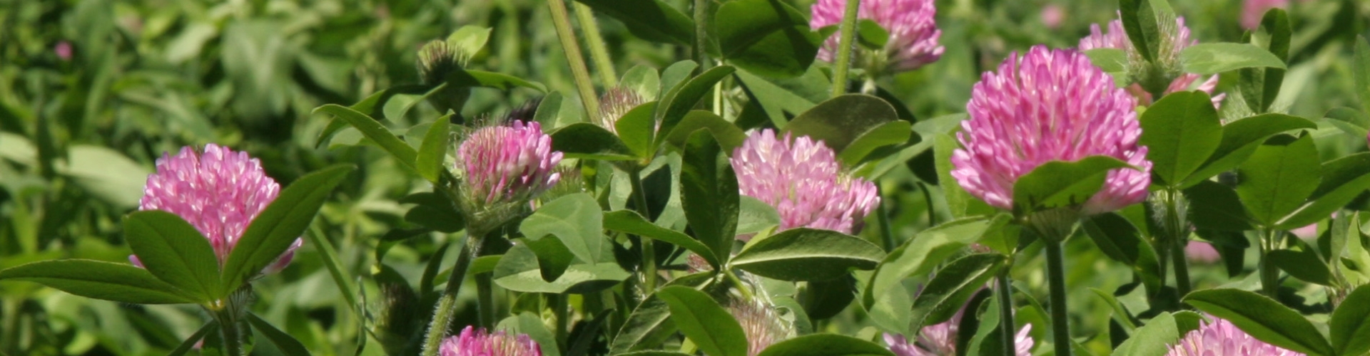 Red clover