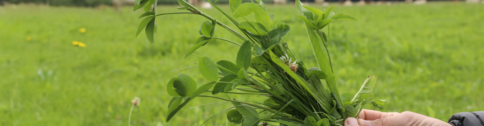 NutriHerb Essence