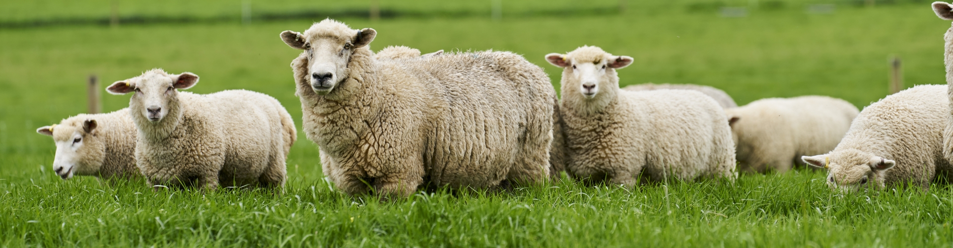Sheep in pasture