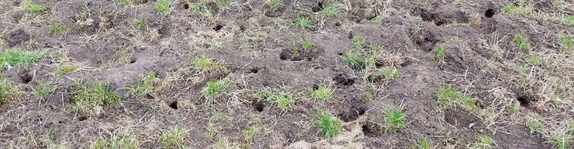 Mouse damage header