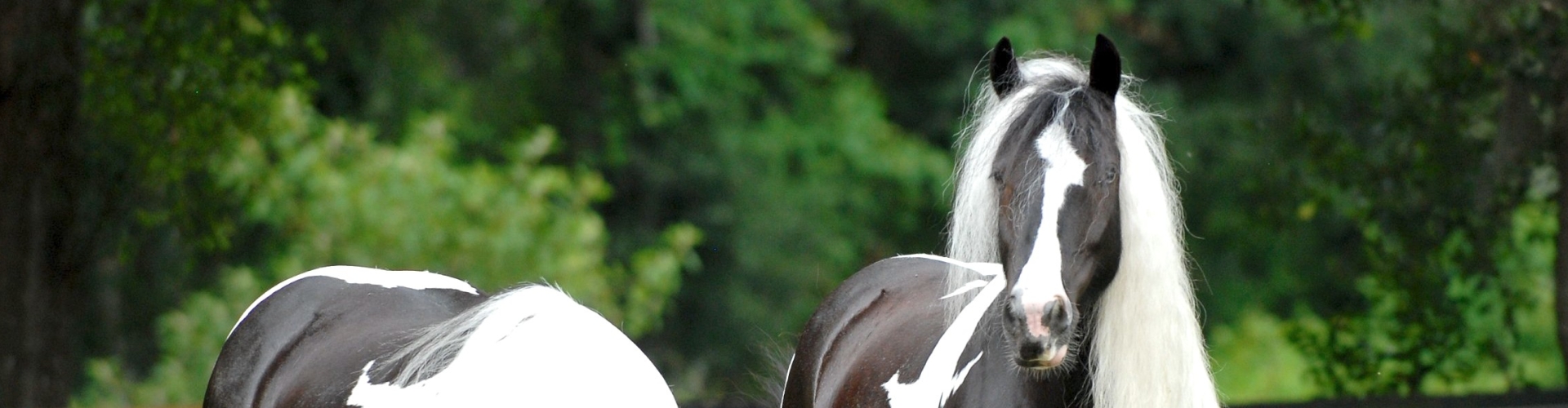 Number of horses per hectare in a Horse Master pasture