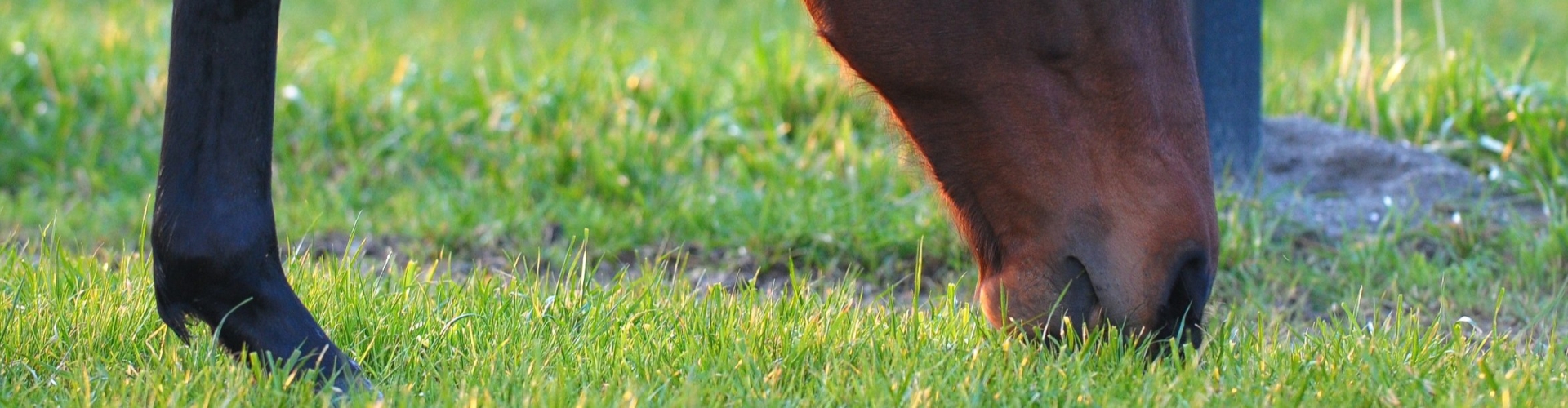 Grazing and rotational grazing