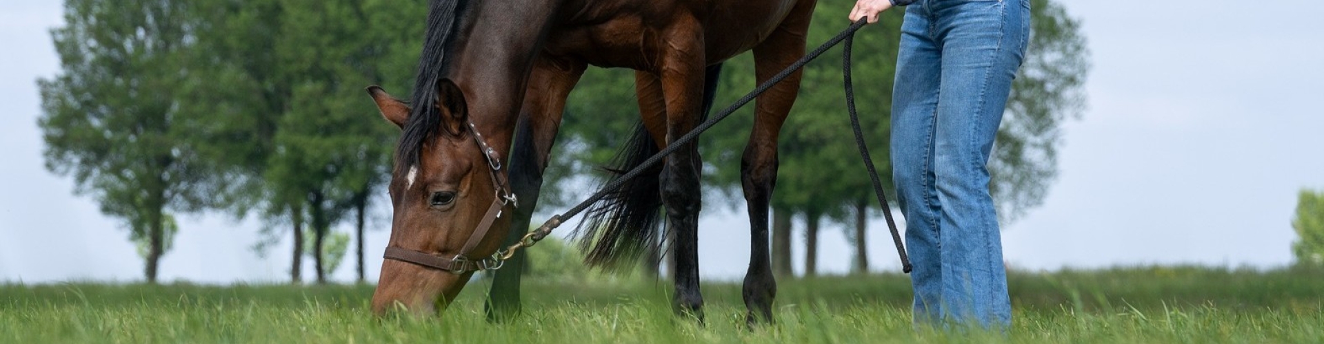 Healthy grass for horses