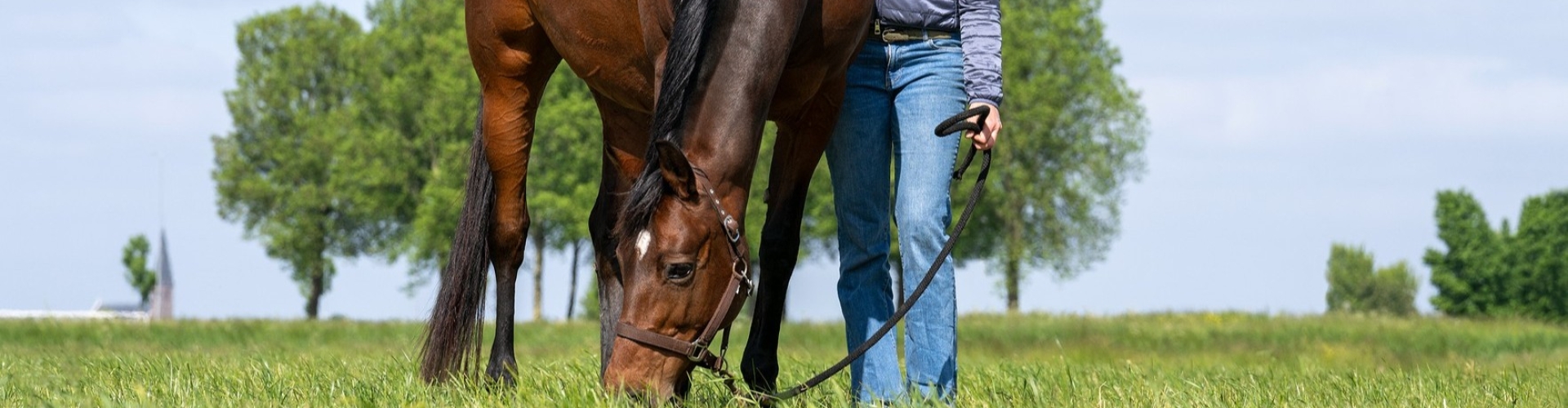 Horse pasture with a durable sward