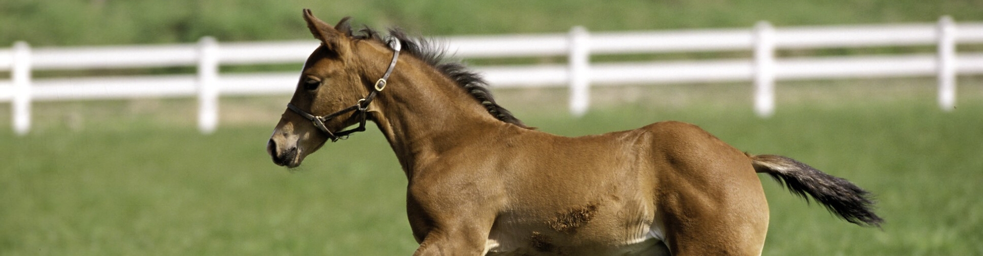 Worm infestation in pastures