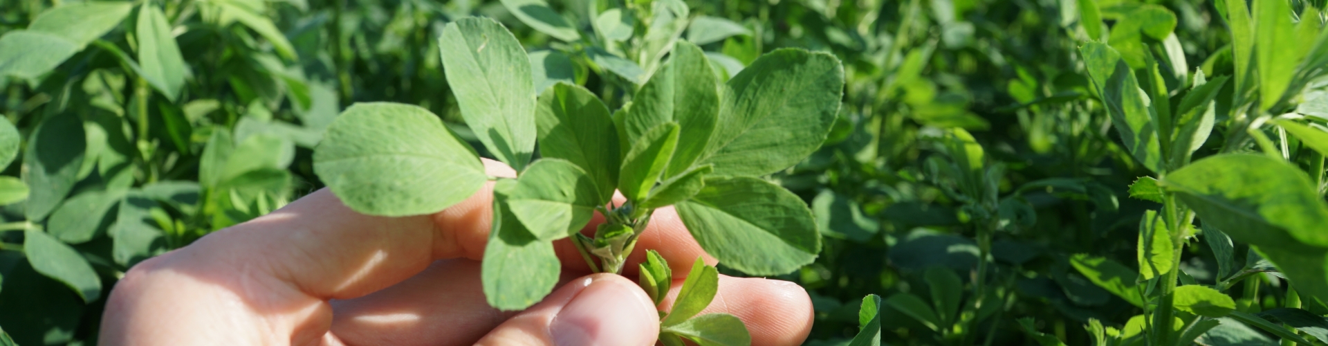 Barenbrug nitrogen fixing lucerne