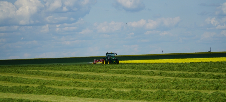 Hybrid ryegrass