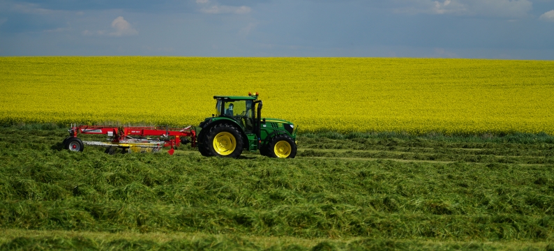 Italian ryegrass