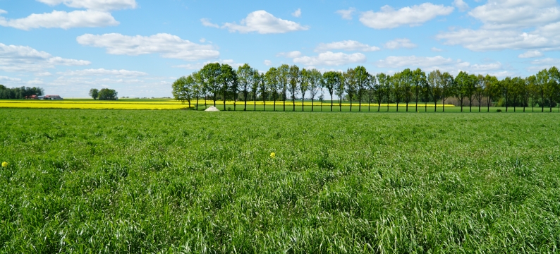 head grass varieties westerwolds