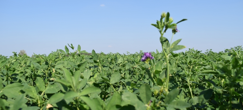 Lucerne mixtures