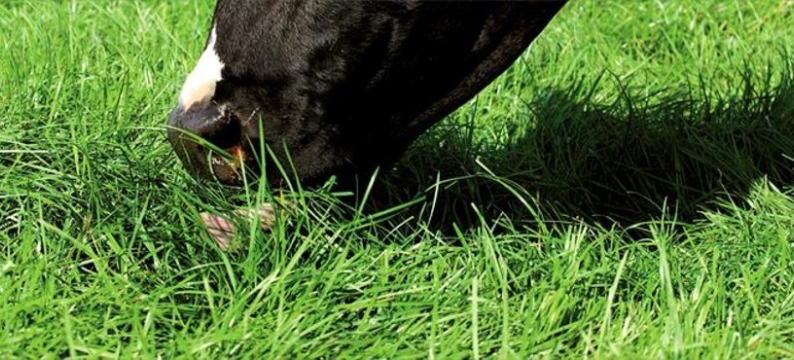 topgraze