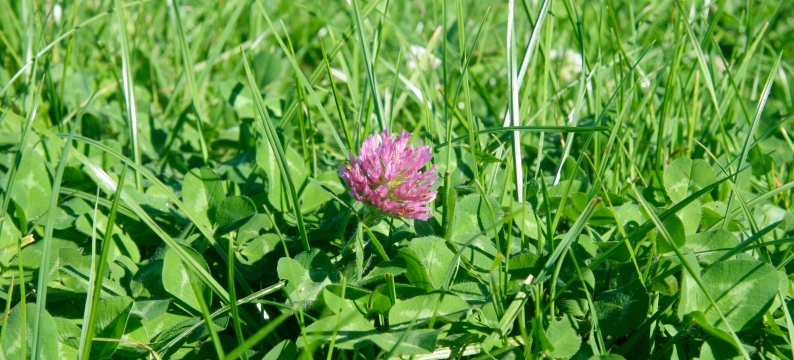 Red clover
