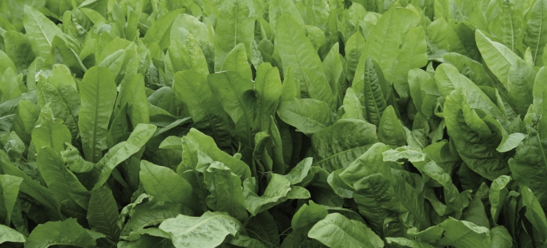 Chicory