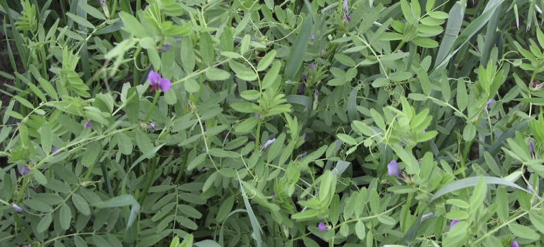Vetch
