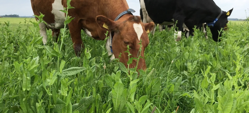 Cows eating NutriHerb