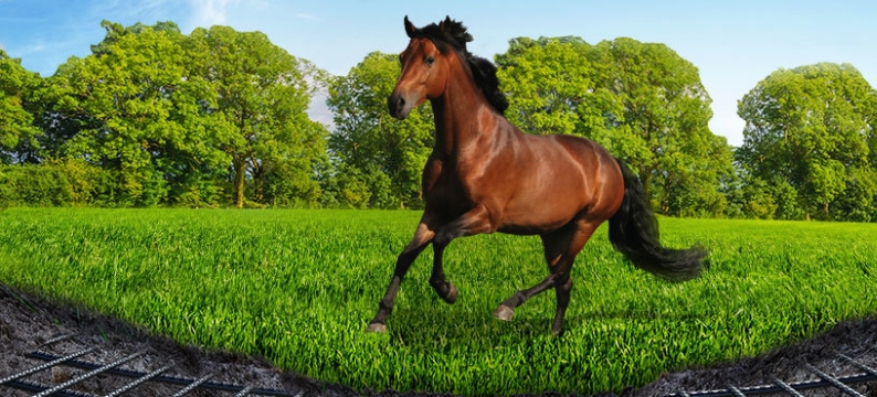 Horses_header_horse master