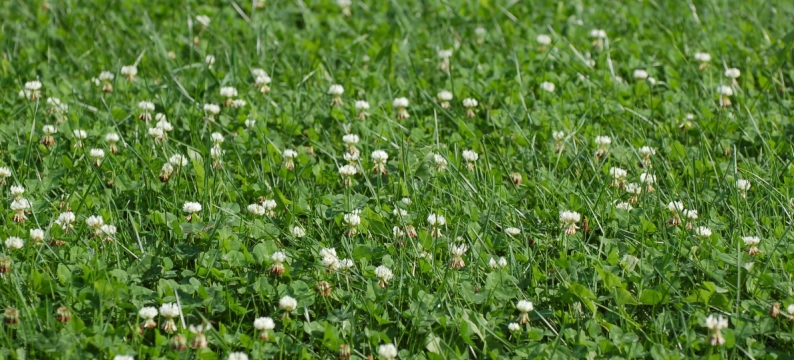 Arrowleaf clover