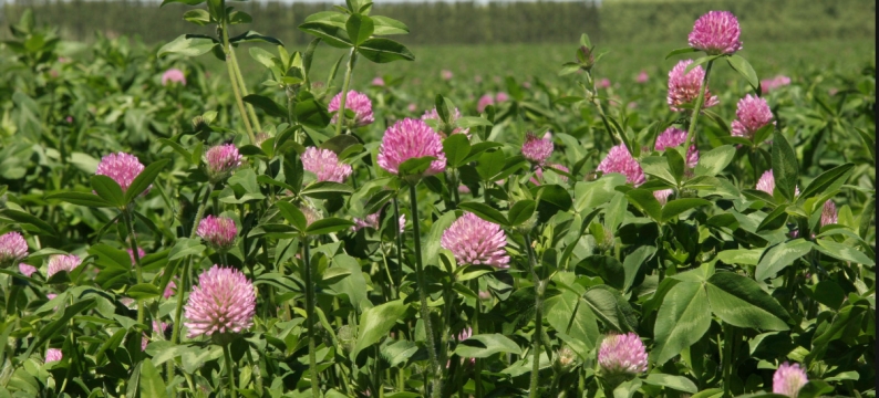 balansa clover