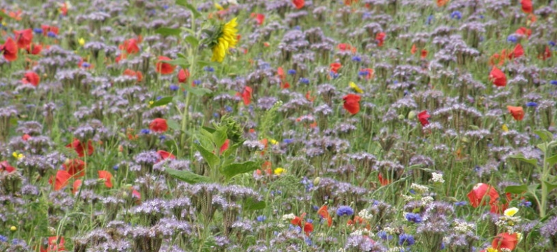Countryside_Flowers-header