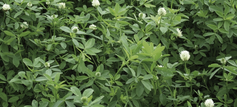 berseem clover