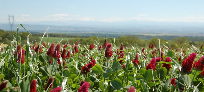 crimson clover