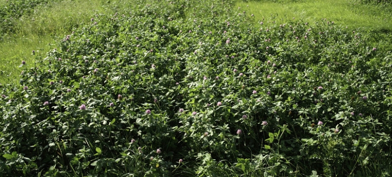 large persian clover