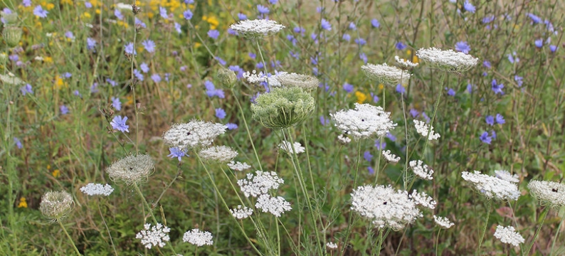 biodiversity flowers 2