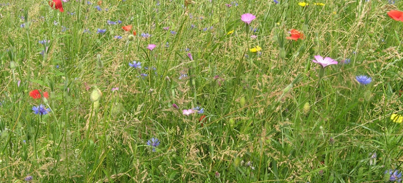roadsideheader