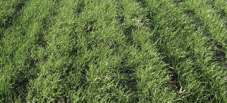 SoilCover
