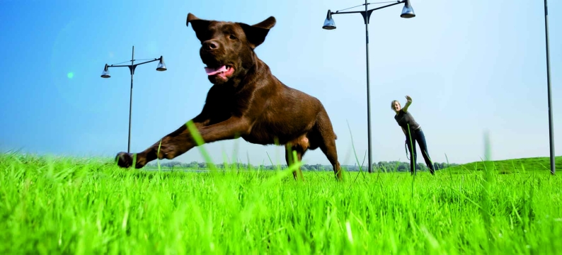 Dog Barenbrug