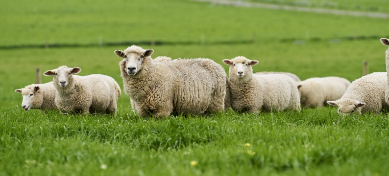 Sheep in pasture