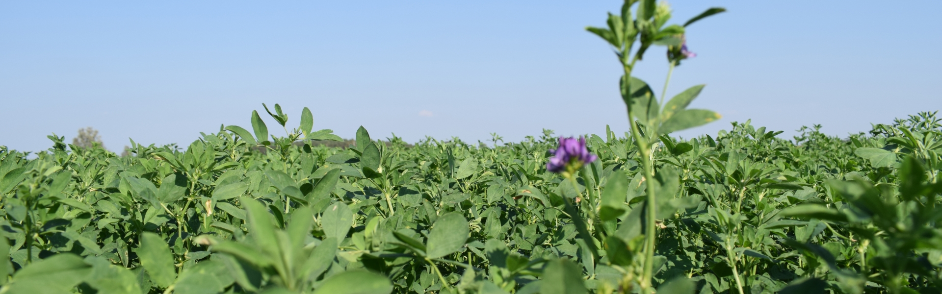 Lucerne mixtures