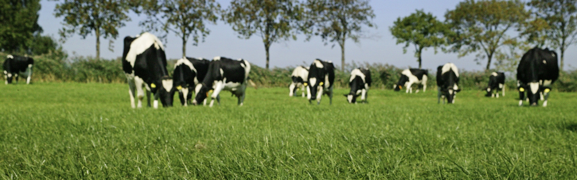 Topgraze EKO