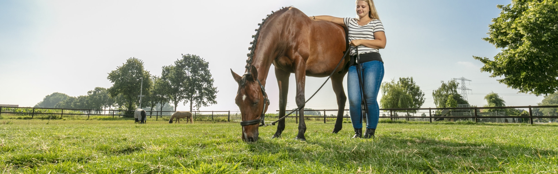 Horse master Aniek