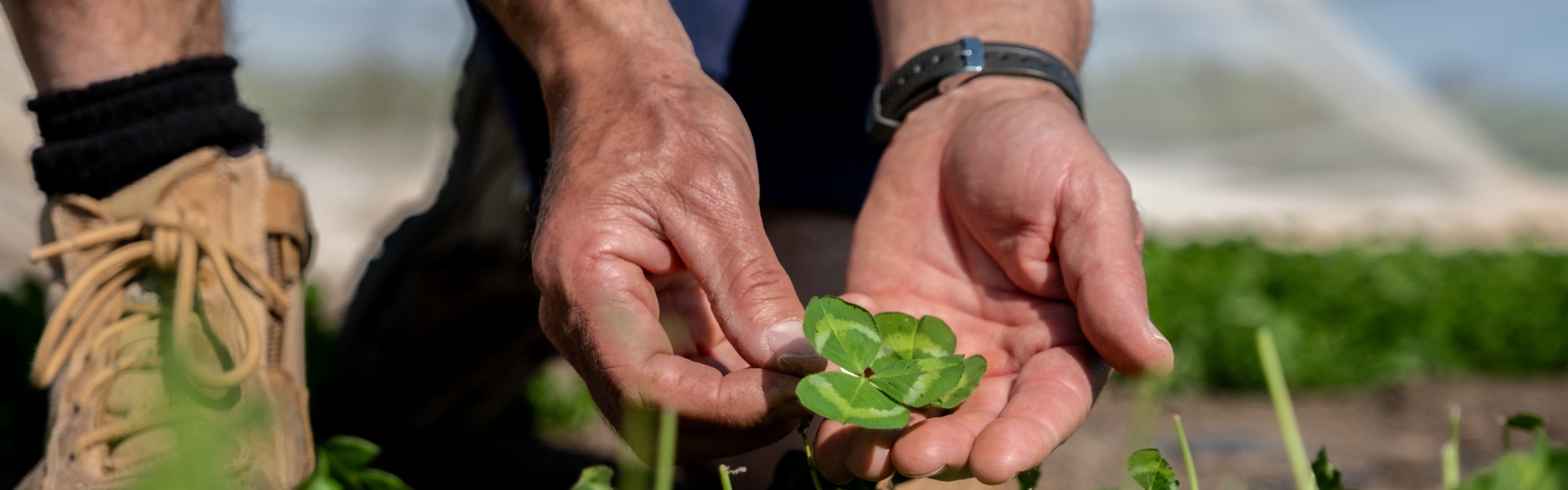Clover Breeding Program (2).jpg