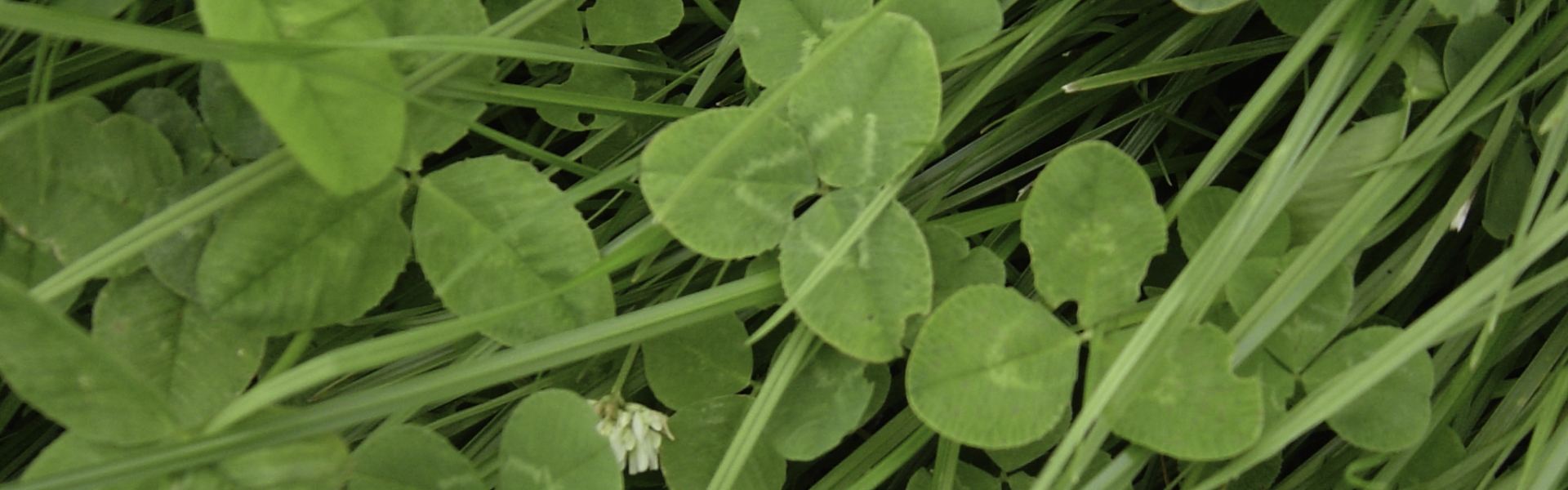 Grass-clover