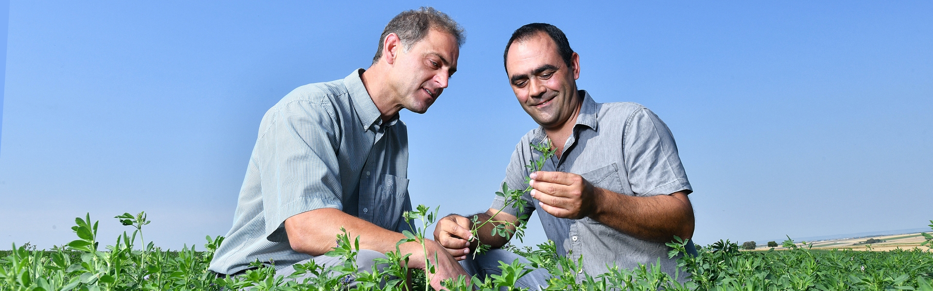 Lucerne France Farmer and Advisor